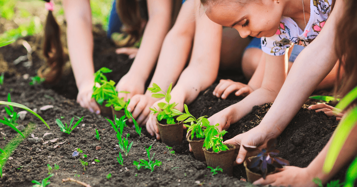 Children planting young seedlings in soil, working together outdoors in a garden on a sunny day as part of a service learning activity. Their hands are gently placing small green plants into the earth.